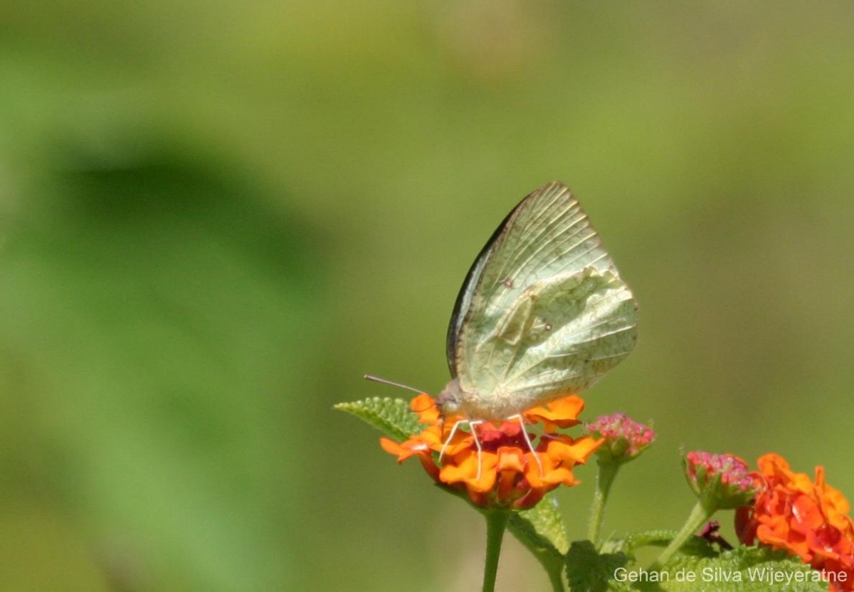 Catopsilia pyranthe Linnaeus, 1758